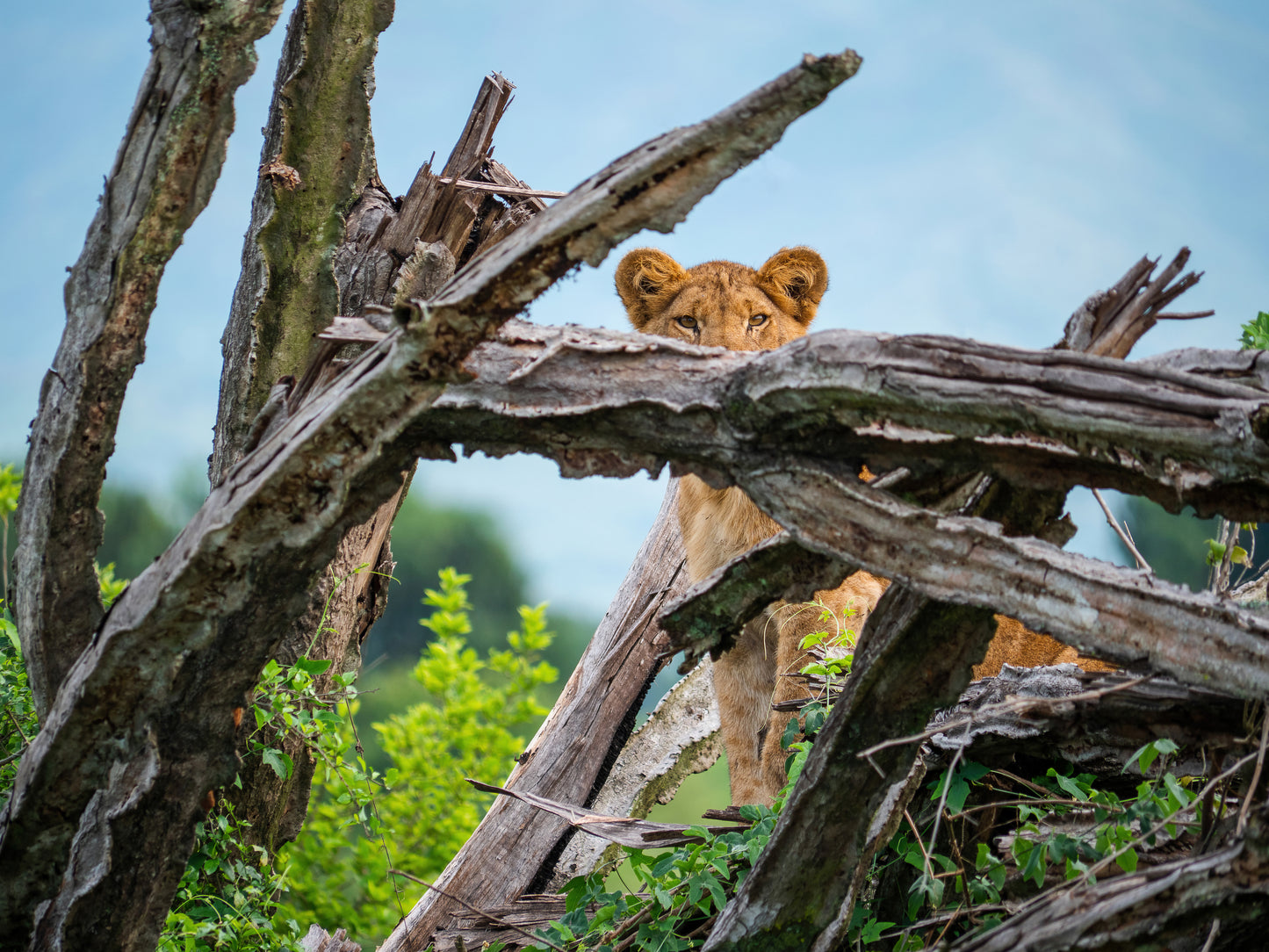 Lion on the Lookout