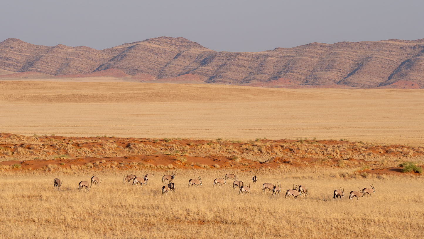 Oryx Grazing