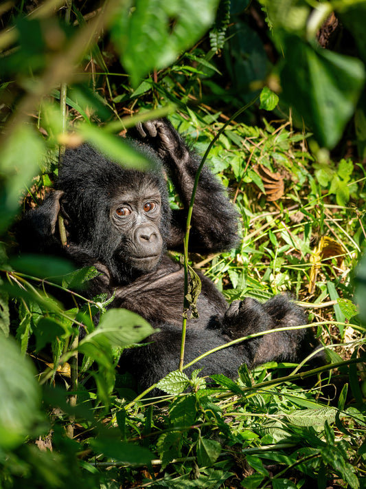 Playful Gorilla