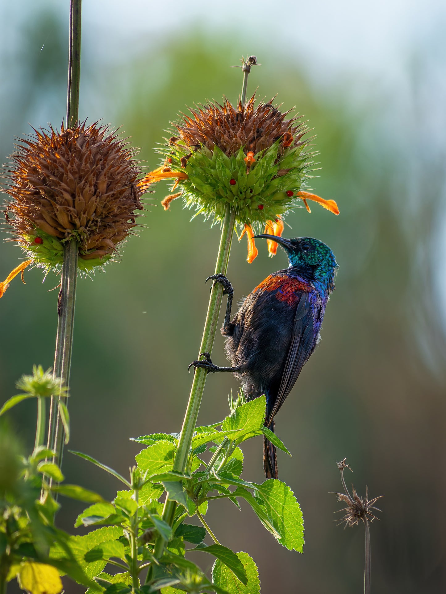 Red-chested Sunbird