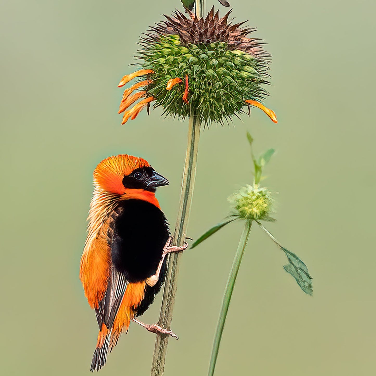 Southern Red Bishop