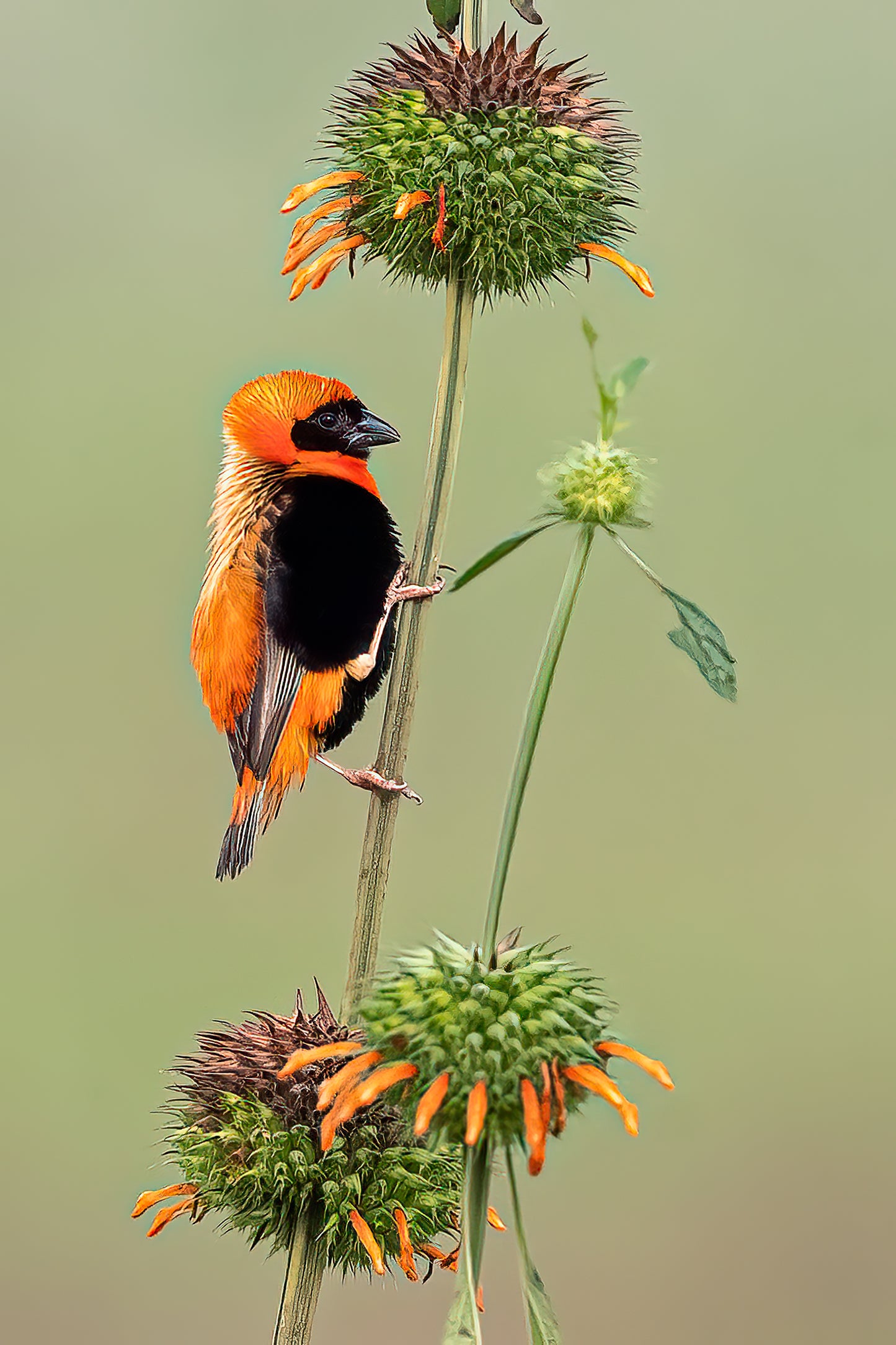 Southern Red Bishop