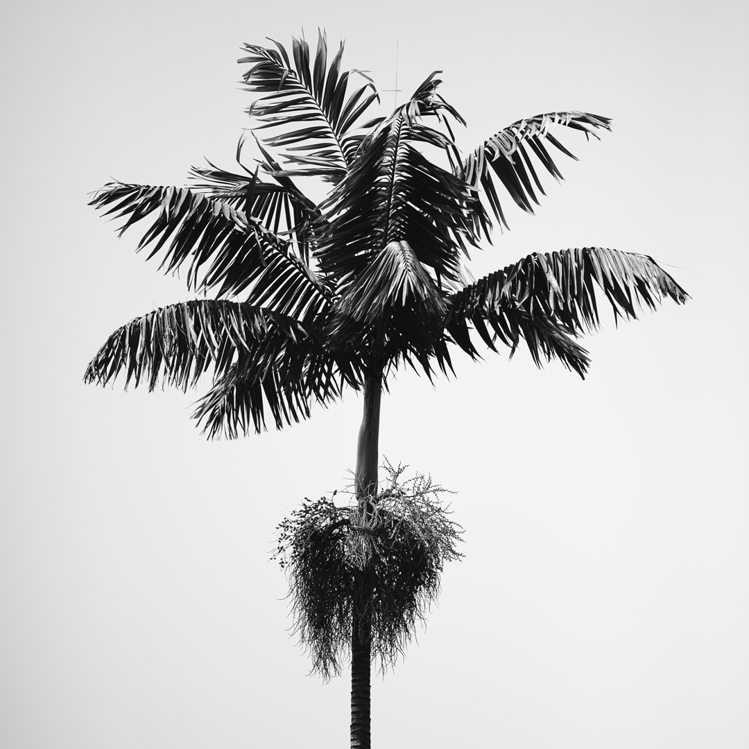 Coconut Tree