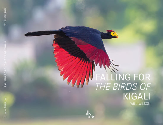 Falling for the Birds of Kigali